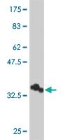 Anti-SPTBN2 Mouse Polyclonal Antibody