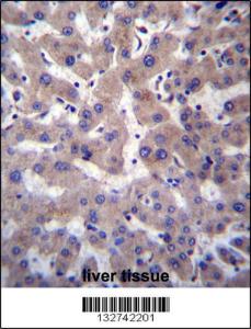 Anti-PRCP Rabbit Polyclonal Antibody (APC (Allophycocyanin))