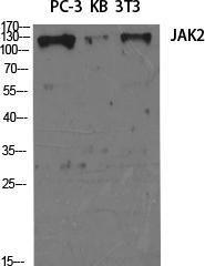 Anti-Jak2 Rabbit Polyclonal Antibody