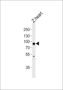 Anti-HSP90AA1.1 Rabbit Polyclonal Antibody