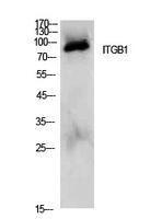 Western blot analysis of extracts from Hela cells using Anti-ITGB1 Antibody