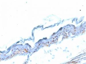 Immunohistochemical analysis of formalin-fixed, paraffin-embedded mouse stomach using Anti-SOX2 Antibody [SOX2/1791]