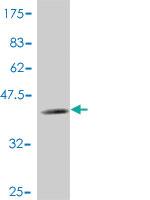 Anti-CGREF1 Mouse Polyclonal Antibody