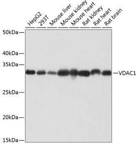 Western blot analysis of extracts of various cell lines, using Anti-VDAC1/Porin Antibody [ARC0187] (A307081) at 1:1,000 dilution