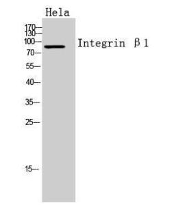 Western blot analysis of Hela cells using Anti-ITGB1 Antibody