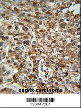 Anti-WDR43 Rabbit Polyclonal Antibody