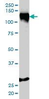 Anti-STAG1 Mouse Monoclonal Antibody [clone: 2E9]