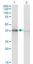 Anti-SPO11 Mouse Polyclonal Antibody