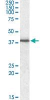 Anti-F11R Goat Polyclonal Antibody