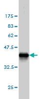 Anti-CGREF1 Mouse Monoclonal Antibody [clone: 2D7]