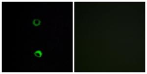 Immunofluorescence analysis of MCF7 cells using Anti-OR3A2 Antibody The right hand panel represents a negative control, where the antibody was pre-incubated with the immunising peptide