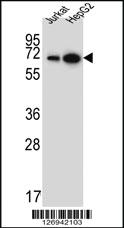 Anti-WDR43 Rabbit Polyclonal Antibody