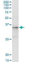 Anti-CGREF1 Mouse Monoclonal Antibody