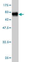 Anti-NADK Mouse Monoclonal Antibody [clone: 5F4]