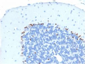 Immunohistochemical analysis of formalin-fixed, paraffin-embedded mouse brain using Anti-SOX2 Antibody [SOX2/1791]