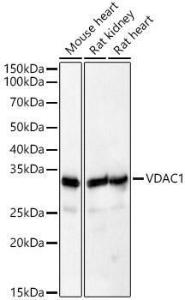 Antibody A307082-100 100 µl