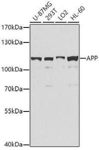 Western blot analysis of extracts of various cell lines, using Anti-Amyloid Precursor Protein Antibody (A12538) at 1:1000 dilution. The secondary Antibody was Goat Anti-Rabbit IgG H&L Antibody (HRP) at 1:10000 dilution. Lysates/proteins were present at 25 µg per lane