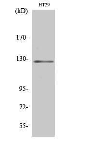 Anti-Jak2 Rabbit Polyclonal Antibody