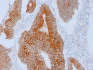 Anti-Aurora B Mouse Monoclonal Antibody [clone: AURKB/1592]