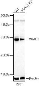 Antibody A307082-100 100 µl