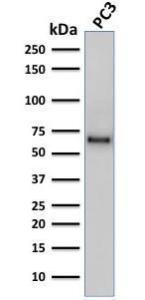 Western blot analysis of human PC3 cell lysate using Anti-SOX9 Antibody [SOX9/2387]