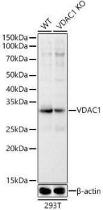 Antibody A307082-100 100 µl