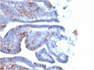 Immunohistochemical analysis of formalin-fixed, paraffin-embedded mouse intestine using Anti-SOX2 Antibody [SOX2/1791]