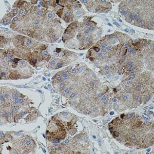 Immunohistochemistry analysis of paraffin-embedded human stomach using Anti-Amyloid Precursor Protein Antibody (A12538) at a dilution of 1:100 (40X lens). Perform microwave antigen retrieval with 10 mM PBS buffer pH 7.2 before commencing with IHC staining protocol