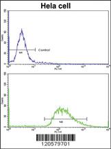 Anti-LMOD1 Rabbit Polyclonal Antibody