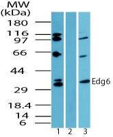 Anti-S1PR4 Rabbit Polyclonal Antibody