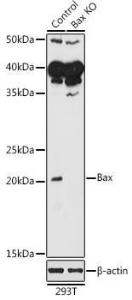 Western blot analysis of extracts from normal (control) and Bax knockout (KO) 293T cells, using Anti-Bax Antibody (A12539) at 1:1,000 dilution