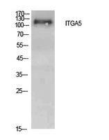 Western blot analysis of extracts from Hela cells using Anti-ITGA5 Antibody