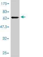 Anti-GNA13 Mouse Monoclonal Antibody [clone: 6F6-B5]