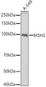 Western blot analysis of A-549, using Anti-MSH2 Antibody (A307086) at 1:1,000 dilution