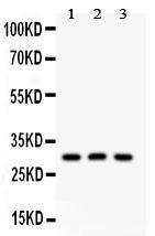 Anti-HOXA9 Polyclonal Antibody