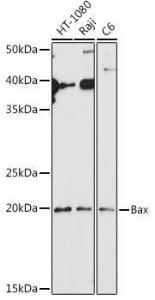 Western blot analysis of extracts of various cell lines, using Anti-Bax Antibody (A12539) at 1:1,000 dilution