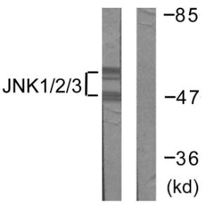 Western blot analysis of lysates from 293 cells, treated with UV 5' using Anti-JNK1 + JNK2 + JNK3 Antibody. The right hand lane represents a negative control, where the antibody is blocked by the immunising peptide