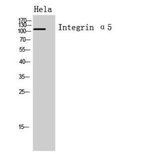 Western blot analysis of Hela cells using Anti-ITGA5 Antibody