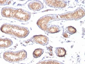 Immunohistochemical analysis of formalin-fixed, paraffin-embedded human testis using Anti-Melanoma gp100 Antibody [PMEL/783]