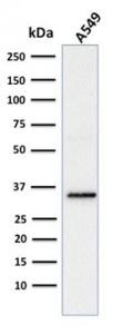 Western blot analysis of human A549 cell lysate using Anti-SOX2 Antibody [SOX2/1791]