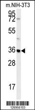 Anti-MTCH2 Rabbit Polyclonal Antibody