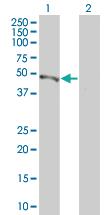 Anti-MAPRE2 Mouse Polyclonal Antibody