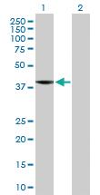 Anti-C8ORF76 Mouse Polyclonal Antibody