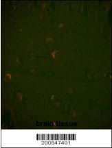 Anti-BECN1 Mouse Monoclonal Antibody [clone: 117CT2.5.1.1]