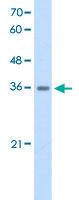 Anti-DAZAP1 Rabbit Polyclonal Antibody