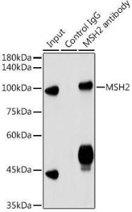 Immunoprecipitation analysis of 300 µg extracts of HeLa cells using 3 µg of Anti-MSH2 Antibody (A307086). This Western blot was performed on the immunoprecipitate using Anti-MSH2 Antibody (A307086) at a dilution of 1:3000