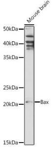 Western blot analysis of extracts of Mouse brain, using Anti-Bax Antibody (A12539) at 1:1,000 dilution