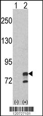 Anti-GMPS Rabbit Polyclonal Antibody