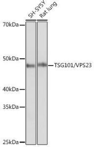 Western blot analysis of extracts of various cell lines, using Anti-TSG101 Antibody [ARC0853] (A307087) at 1:1,000 dilution