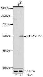 Western blot analysis of extracts of 293T cells, using Anti-cGAS (phospho Ser291) Antibody (A308163) at 1:500 dilution